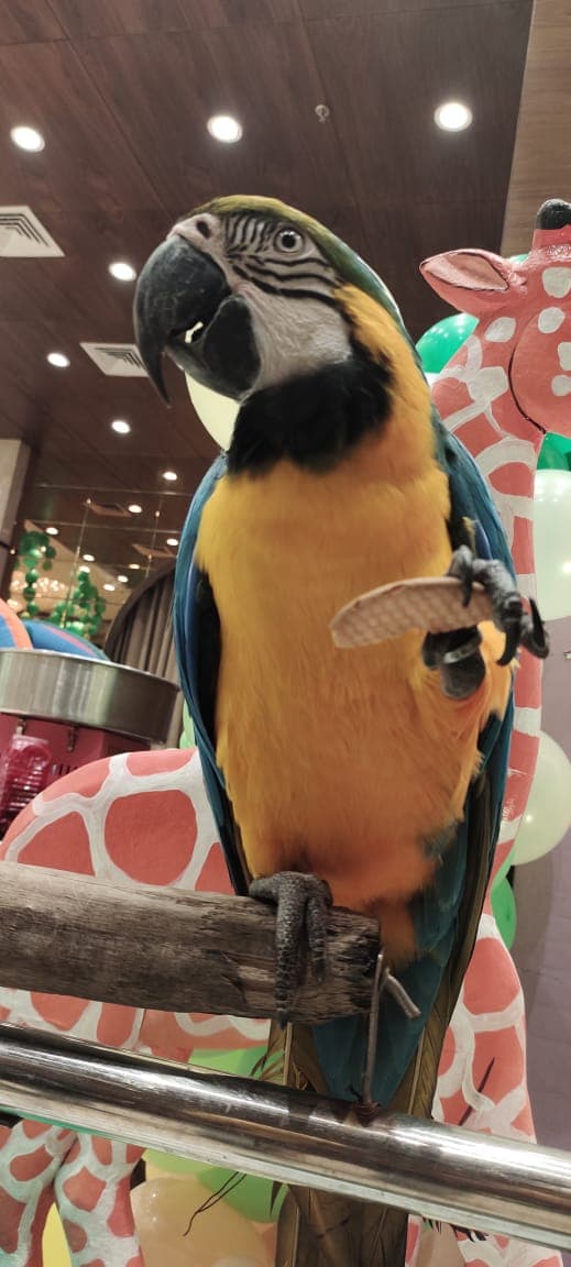 Birthday Party Setup